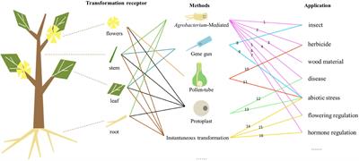 Advances and Perspectives of Transgenic Technology and Biotechnological Application in Forest Trees